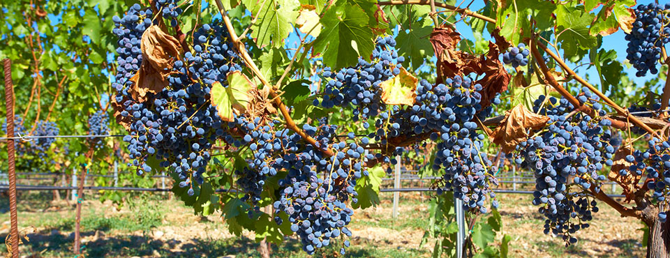 Edoardo Miroglio Wine Cellar